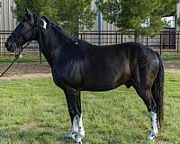 ranch-work-quarter-horse
