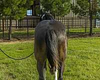 beginner-safe-quarter-horse