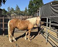 palomino-blaze-snip-3-socks-horse
