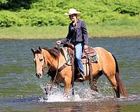 beginner-quarter-horse