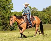 flashy-quarter-horse