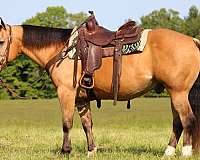 husband-safe-quarter-horse