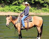 kid-safe-quarter-horse