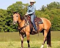 performance-quarter-horse