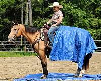 ranch-versatility-quarter-horse