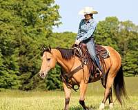 ranch-work-quarter-horse