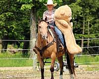 show-quarter-horse