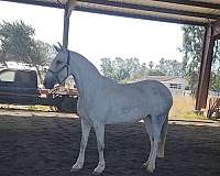 white-mare-for-sale