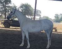 15-hand-andalusian-mare