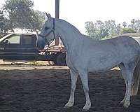white-andalusian-for-sale