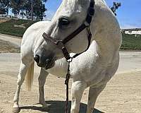 advance-quarter-horse