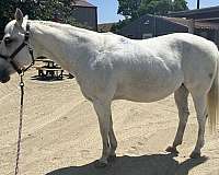 all-quarter-horse