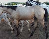 star-horse