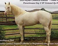 all-around-quarter-horse