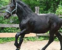 small-star-horse