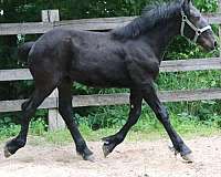 black-small-star-horse