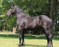 phaoa-percheron-colt