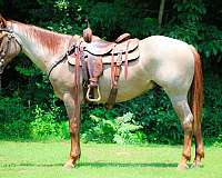 all-around-quarter-horse