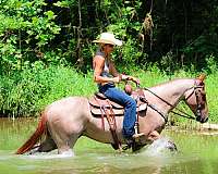 athletic-quarter-horse