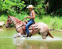 endurance-quarter-horse