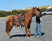 all-around-mustang-horse