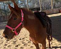 athletic-mustang-horse