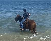 endurance-mustang-horse