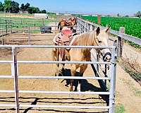 palomino-buckskin-horse
