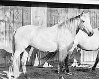 silver-palomino-kentucky-mountain-horse
