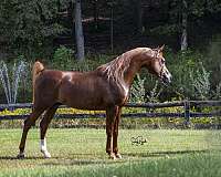 chestnut-star-left-hind-cannon-horse