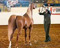 mojave-arabian-horse