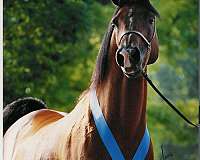 rajaa-arabian-horse