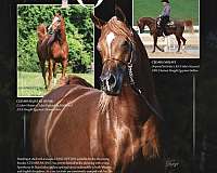 left-hind-cannon-horse