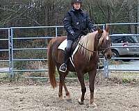 and-ranch-arabian-horse