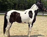 pinto-gelding-for-sale