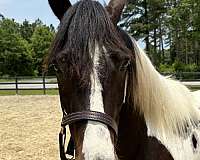 14-hand-paint-gelding