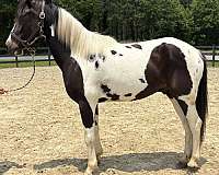pinto-paint-gelding