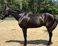 black-morgan-gelding