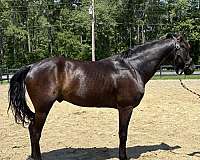 black-gelding-for-sale