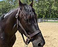14-hand-morgan-gelding