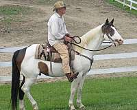 paint-gelding
