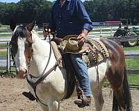 paint-horse-for-sale