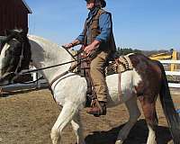 barefoot-paint-horse