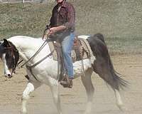 double-registered-paint-horse