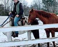 farrier-paint-horse