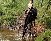 pony-club-curly-horse