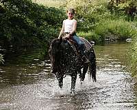 therapy-curly-horse