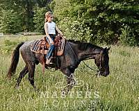 parade-curly-horse