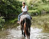 trail-class-competition-curly-horse