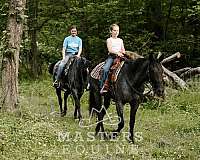 western-dressage-curly-horse